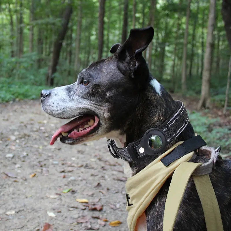 a black and white dog wearing a harness in the woods